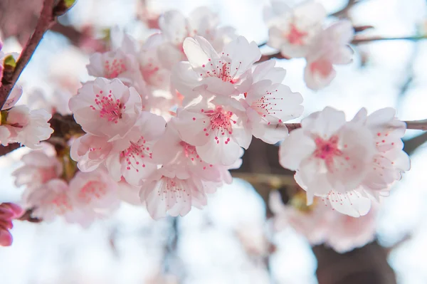 Κεράσι ανθίσει με μαλακή εστίαση, Sakura σεζόν φόντο. — Φωτογραφία Αρχείου