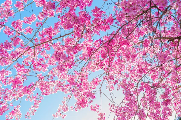 Cherry Blossom met Soft focus, Sakura seizoen achtergrond. — Stockfoto