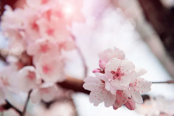 Κεράσι ανθίσει με μαλακή εστίαση, Sakura σεζόν φόντο. — Φωτογραφία Αρχείου