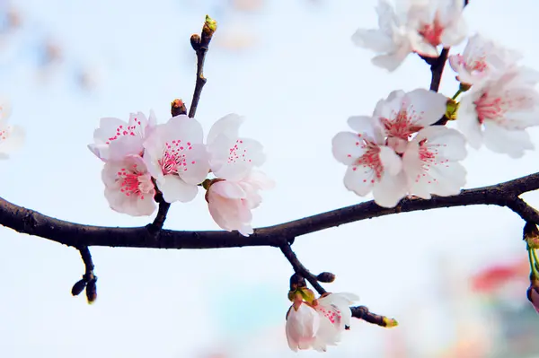 Kiraz çiçeği yumuşak odak Sakura Sezon arka plan. — Stok fotoğraf