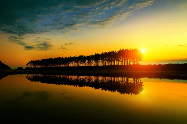 Silhouette und Spiegelungen des Reihenbaums bei Sonnenuntergang. — Stockfoto