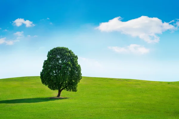Één boom, boom in het veld en de blauwe hemel. — Stockfoto