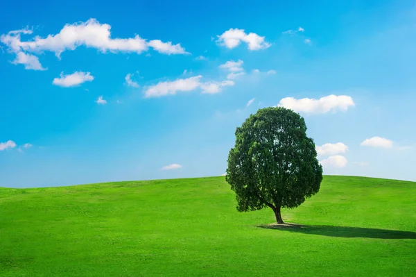 Één boom, boom in het veld en de blauwe hemel. — Stockfoto