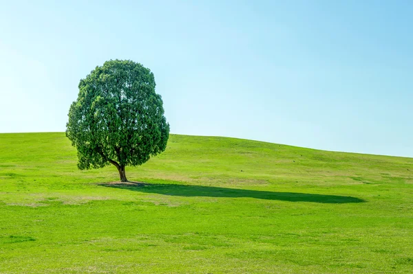 Één boom, boom in veld en blauwe hemel. Olympiastadion in korea. — Stockfoto