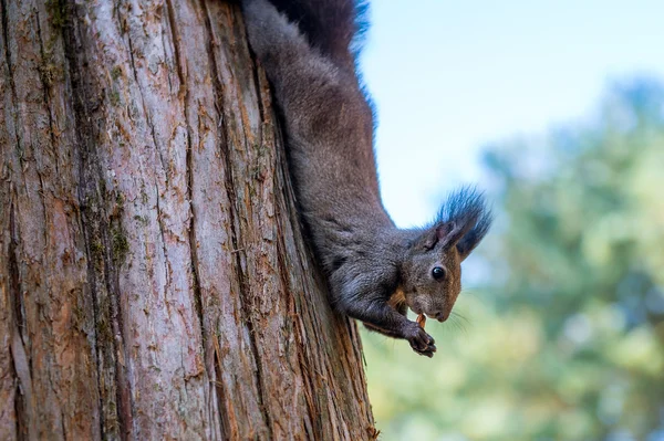 Eichhörnchen auf Baum in Nami Island Korea. — Stockfoto
