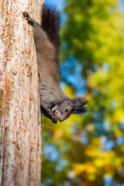 Eichhörnchen auf Baum in Nami Island Korea. — Stockfoto