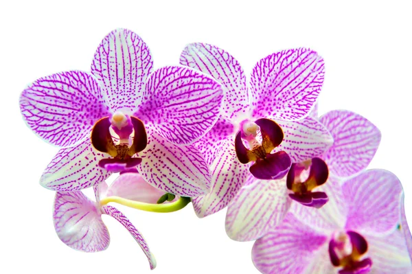 Orchidea elszigetelt fehér háttér. — Stock Fotó