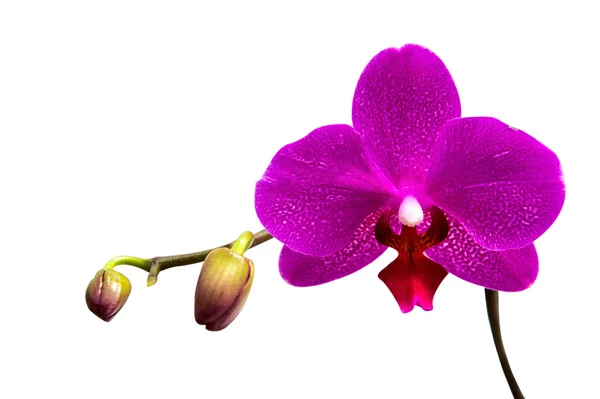 Orchidea elszigetelt fehér háttér. — Stock Fotó