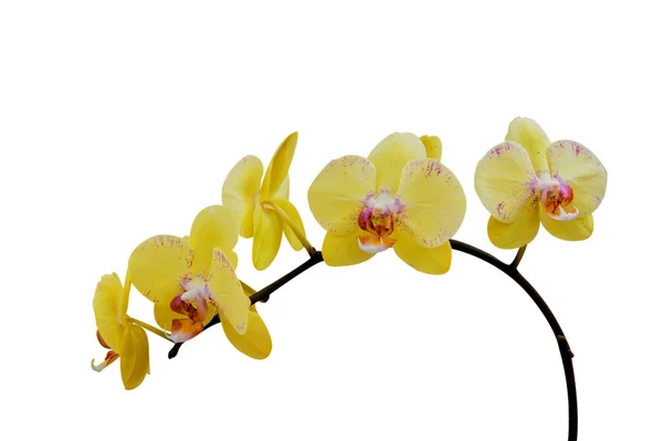 Orchidea elszigetelt fehér háttér. — Stock Fotó