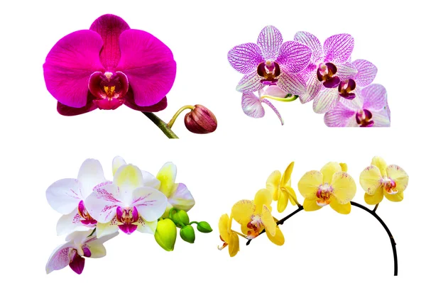 Orchidée isolée sur fond blanc. Ensemble d'orchidées — Photo