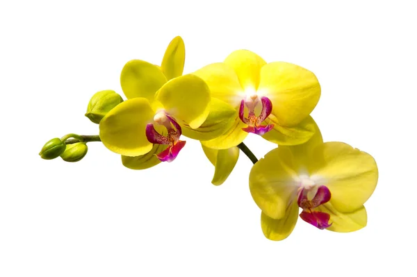 Orchidée isolée sur fond blanc. — Photo