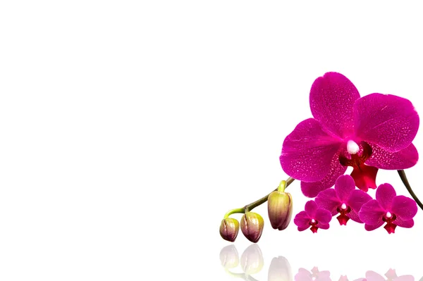 Orkideen isoleret på hvid baggrund. - Stock-foto