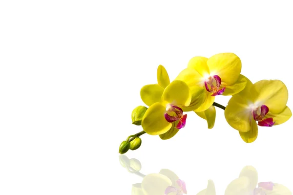 Orquídea isolada sobre fundo branco. — Fotografia de Stock