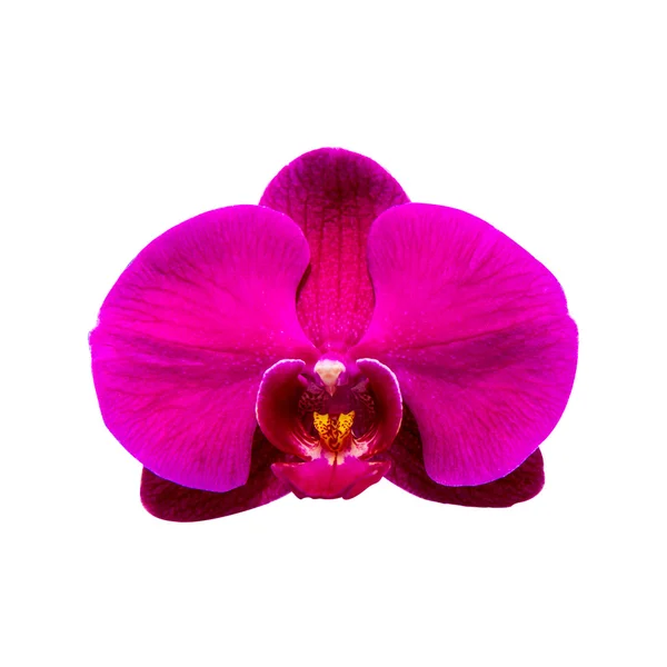 Orchidée isolée sur fond . — Photo