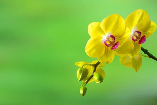 Orchidej, izolované na pozadí gree. — Stock fotografie