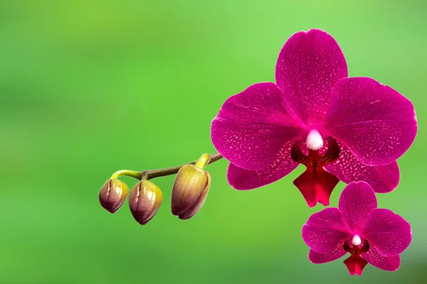 Orchidée isolée sur fond de degré . — Photo