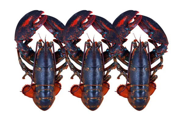 Lobster isolated on white background. — Stock Photo, Image