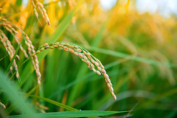 Campo de arroz durante la cosecha . — Foto de Stock