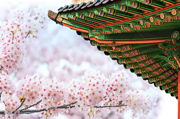 Gyeongbokgung Palace com flor de cereja na primavera, Coréia . — Fotografia de Stock