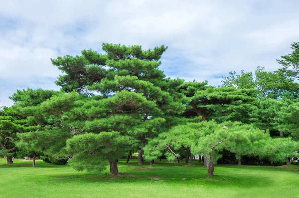 公园里的绿树. — 图库照片