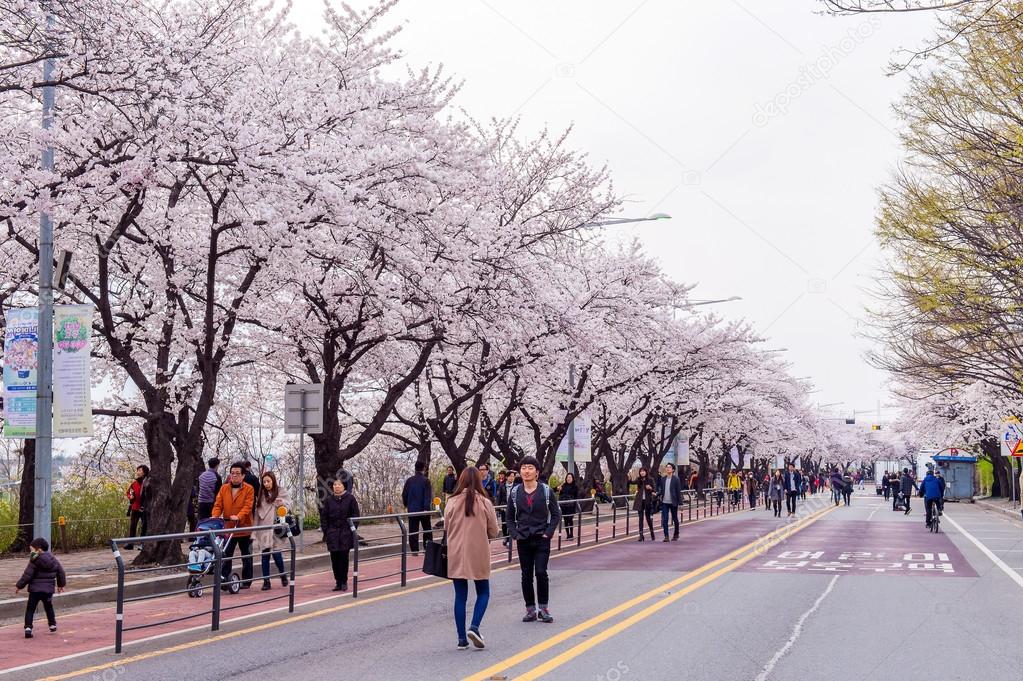 SEOUL,KOREA APRIL 7 Seoul cherry blossom festival in Korea. Stock