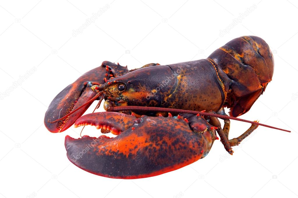 lobster isolated on white background.