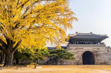 Sonbahar Gyeongbukgung Sarayı, Kore.