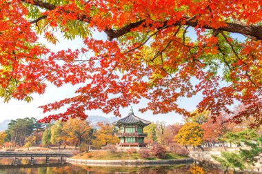 Sonbahar Gyeongbukgung Sarayı, Kore.