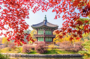 Sonbahar Gyeongbukgung ve akçaağaç ağaç içinde korea.