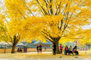 Gyeongbokgung, Kore - 4 Kasım: turist çekim güzel sahne etrafında Gyeongbokgung Seoul, Güney Kore.