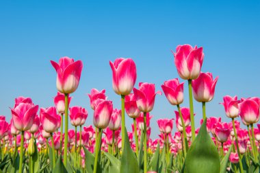 renkli laleler, Lale bahar.