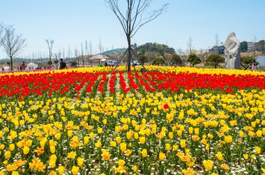 Ansan, Kore - 25 Nisan: Daebudo Lale Festivali büyük Lale Festivali Kore'de olduğunu.