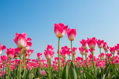 renkli laleler, Lale bahar.