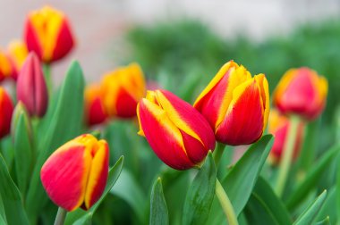 renkli laleler, Lale bahar.