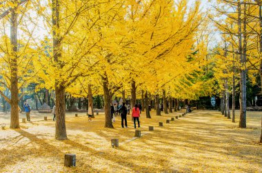 Nami Adası, Kore - Ekim 25: güze fotoğrafını çekmek turist