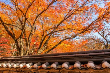 Sonbaharda akçaağaç ağaç içinde korea.