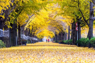 Asan, Kore - 9 Kasım: Satır sarı ginkgo ağaçları ve turist.