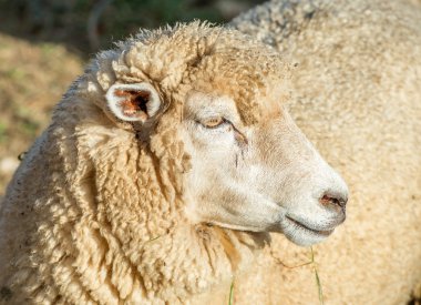 Dağlardaki bir çayırda koyunlar.