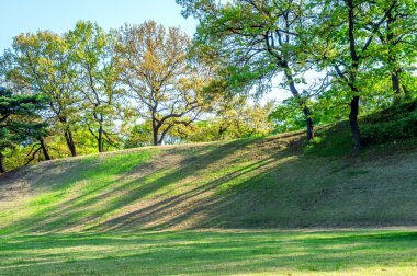 Trees in park.