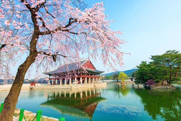 Gyeongbokgung Palacio con flor de cerezo en primavera, Corea . — Foto de Stock