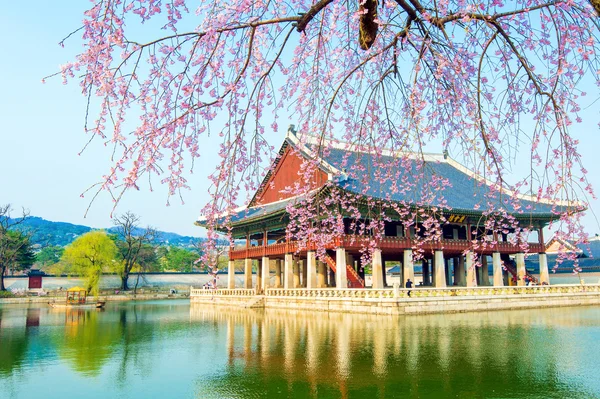 Gyeongbokgung Palace com flor de cereja na primavera, Coréia . — Fotografia de Stock