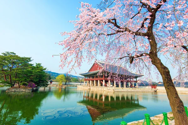 Palazzo Gyeongbokgung con fiori di ciliegio in primavera, Corea . — Foto Stock