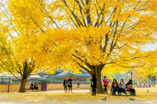 Gyeongbokgung, Kore - 4 Kasım: turist çekim güzel sahne etrafında Gyeongbokgung Seoul, Güney Kore. — Stok fotoğraf