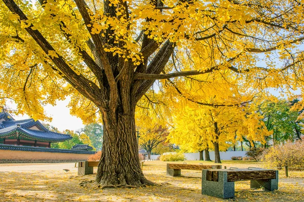 Podzim v Gyeongbukgung paláci, Korea. — Stock fotografie