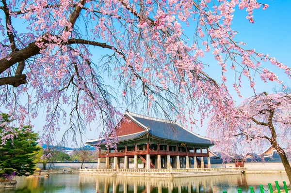 Gyeongbokgung Palast mit Kirschblüte im Frühling, Korea. — Stockfoto