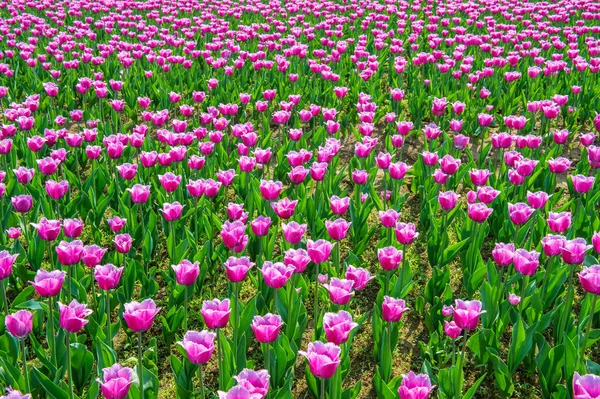 Красочные тюльпаны, тюльпаны весной . — стоковое фото