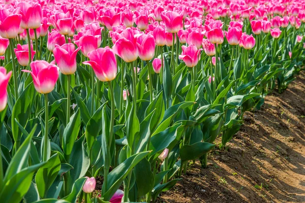 Tulipani colorati, tulipani in primavera . — Foto Stock