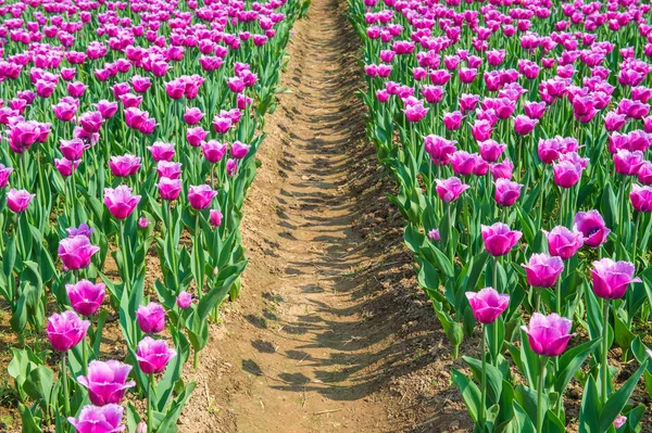 Színes tulipán, tulipánok tavasszal. — Stock Fotó