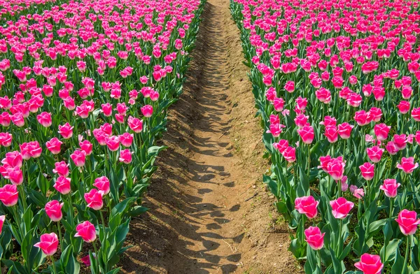 Bunte Tulpen, Tulpen im Frühling. — Stockfoto