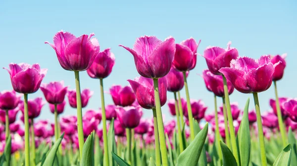 Tulipani colorati, tulipani in primavera . — Foto Stock